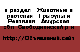  в раздел : Животные и растения » Грызуны и Рептилии . Амурская обл.,Свободненский р-н